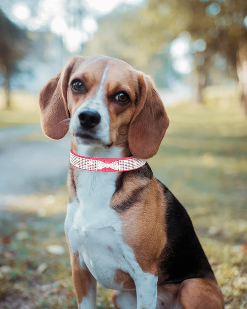 Bling Dog Collars for Small Dogs, Rhinestone Pet Collars, Pink Diamond Puppy Collar for XXS XS Small Medium Large Female Dogs Girl Cats,Purple L...