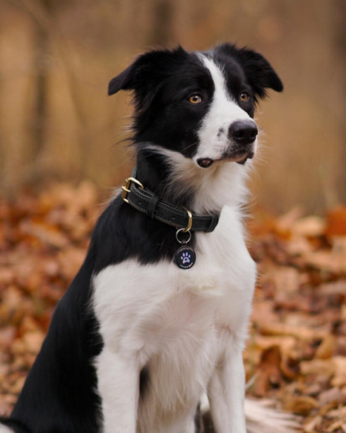 Joytale Leather Dog Collars for Small Dogs, Genuine Heavy Duty Dog Collar with QR ID Tag, Soft Metal Buckle Collars, Black, S...