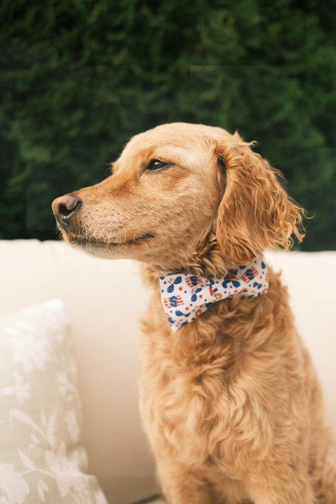 Elegant little tail Independence Day Dog Collar, American Flag Bowtie Dog Collars 4th of July American Pet Gift Adjustable Soft Puppy Collar for S...