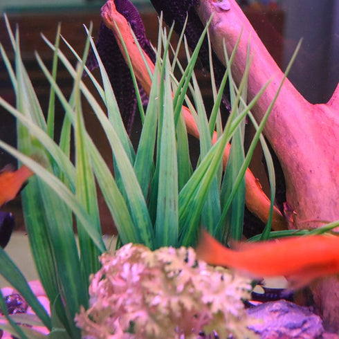Artificial Fish Tank Plants, Plastic Aquarium Plants, 2 Pack, 9 inches High, Realistic & Non-Toxic & Safe for All Fishes (9 inches, Green)...