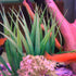 Artificial Fish Tank Plants, Plastic Aquarium Plants, 2 Pack, 9 inches High, Realistic & Non-Toxic & Safe for All Fishes (9 inches, Green)...