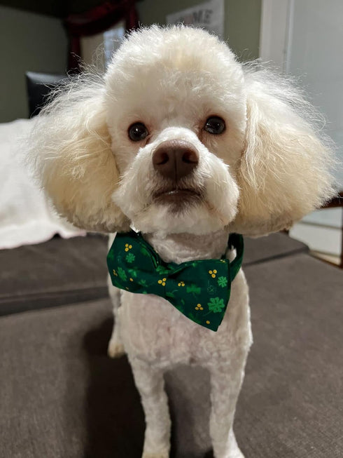 Elegant little tail St. Patrick's Day Dog Collar, Dog Collar with Bow, Green Clover Dog Collar Pet Gift Dog Bowtie Adjustable Dog Collar for Large...