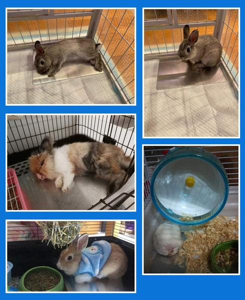 Rabbits Cooling Mat, Self Cooling Mat Pad for Hamster Guinea Pig Chinchilla Bunny Kitten Cat and Other Small Animals, Pet Cool Plate Ice Bed, Rapi...
