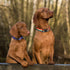 Dog Collar with The Diamond Pattern for Small Medium Large Dogs, Adjustable Soft Puppy Collars with Quick Release Buckle (M Neck 13.0''-19.7'')...