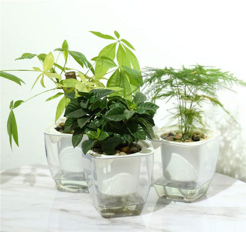 Self Watering Planter , FENGZHITAO African Violet Pots, Clear Plastic Automatic-Watering Planter Flower Pot Square Plant Pot for All House Plants,...