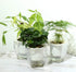 Self Watering Planter , FENGZHITAO African Violet Pots, Clear Plastic Automatic-Watering Planter Flower Pot Square Plant Pot for All House Plants,...