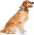 Heavy Duty Dog Collar with Buckle, No Pull Escape Proof Limited Choke Pinch Pet Martingale Collars Quick Release for Small Medium Large Breed Dogs...