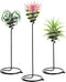Mipcase 3pcs Flower Stand Air Plants Holders Plant Rack Large Indoor Plant Plant Display Holder House Plants Air Plant Holder Plant Holders Straig...