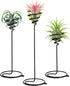 Mipcase 3pcs Flower Stand Air Plants Holders Plant Rack Large Indoor Plant Plant Display Holder House Plants Air Plant Holder Plant Holders Straig...
