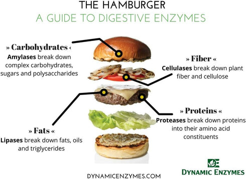 Eat E-Z Digestive Enzymes (90 Count) for Gut Health; Anti-Bloating; Digestive Enzyme for Immune Support...