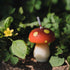 Birthday Candles Mushroom Candles for Party Supplies and Wedding Favor...