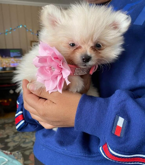 Cute Dazzling Sparkling Elegant Fancy Soft Suede Leather Bling Rhinestone Crystal Jeweled Pet Cat Dog Puppy Collar Dog Leash Combo Set (Pink7, XXS...