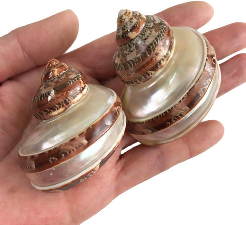 3 Pc Large Turbo with Pearl Banded Shells,Hermit Crab Shell &Turbo Shells Hermit Crab Supplies for Decor 2-2.5Inch...