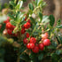 Earthborn Elements Cranberry Extract 200 Capsules, Pure & Undiluted, No Additives...