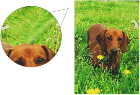 Dachshund Dog Garden Flag Double Sided 12 x 18 Inch, Yard Flags, Decorative Small Garden Flags, Outdoor Lawn and Garden Décor...