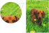Dachshund Dog Garden Flag Double Sided 12 x 18 Inch, Yard Flags, Decorative Small Garden Flags, Outdoor Lawn and Garden Décor...