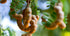Premium Spicy Tamarind Chutney|Sauce 15 Oz (Tamarind) - Great Dipping Sauce For Samosas | Topping For Fish | Makes Sandwiches Taste Better...