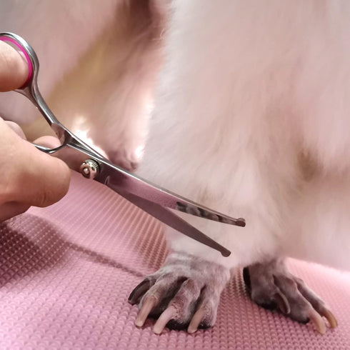 Dog Grooming Scissors with Safety Round Tips Stainless Steel Professional Dog Grooming Kit - Thinning, Curved Scissors and Comb for Dog Cat Pet...