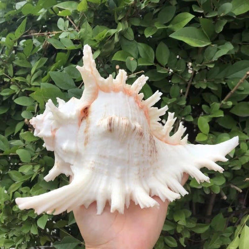 5.5‘’ to 6.3‘’ Large Natural Conch Shell Fish Tank Hideout Fish Tank House Natural Conch sea Shells for Fish Tank,Air Plant,Home Decorations,DIY C...