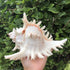 5.5‘’ to 6.3‘’ Large Natural Conch Shell Fish Tank Hideout Fish Tank House Natural Conch sea Shells for Fish Tank,Air Plant,Home Decorations,DIY C...