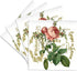 3dRose cst_178817_3 French Pink Rose Vintage-Ceramic Tile Coasters, Set of 4...