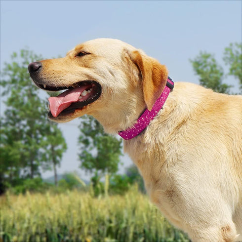 Glittering Basic Dog Collar, Comfy & Durable Dog Collar for Small Medium Large Dogs with Eco-Friendly Plastic Buckle, Adjustable Stylish Nylon Dog...