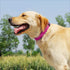 Glittering Basic Dog Collar, Comfy & Durable Dog Collar for Small Medium Large Dogs with Eco-Friendly Plastic Buckle, Adjustable Stylish Nylon Dog...