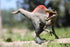 Spinosaurus Dinosaur Toy, Spinosaurus Toy with Moveable Jaw, Spin Dino Toy Action Figure for Kids Birthday Cake Topper, Home Decoration or Dinos F...