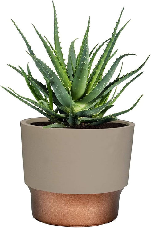 The HC Companies 5 Inch Sprite Round Planter - Small Plastic Plant Pot with Drainage for Indoor Outdoor Plants, Artisian Taupe...