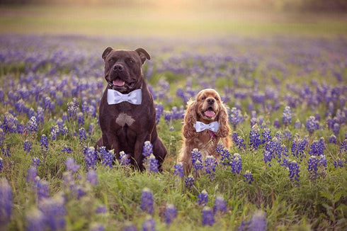 Unique style paws Dog Collar, Purple Silk Dog Collar with Bow, Soft Bowtie Adjustable Pet Collar Gift for Female Medium Dogs...