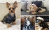 Dog Winter Coat Pu Leather Motorcycle Jacket for Dog Pet Clothes Leather Jacket, Waterproof(S)...