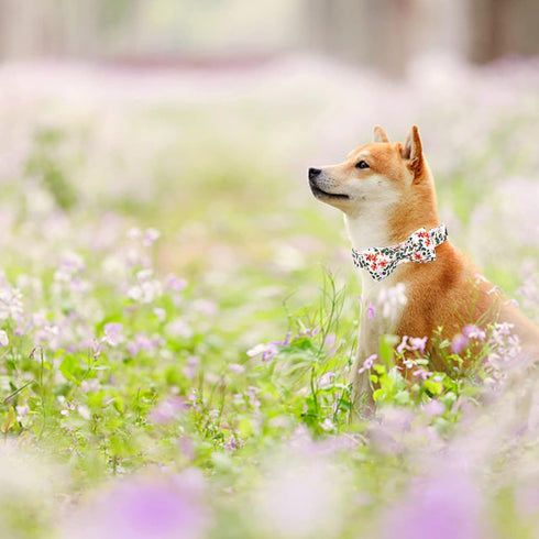 Elegant little tail Dog Collar, Dog Collar with Bowtie, Spring Flower Cute Pink Pet Collar Bow Dog Collars Gift Adjustable Dog Collar for X-Small ...