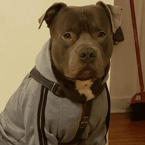 Cute Dog Hoodie Sweater Tracksuit Coat Jacket Winter Pajamas Jumpsuit Clothes Clothing 4-Legs Grey for Cat Puppy Small Medium Big All Type Dogs (3...