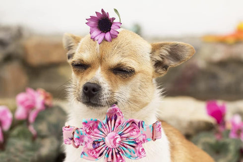Lionheart Glory Dog Collar, Pink Dog Collar with Flower, Cute Floral Pattern Pet Collar Adjustable Dog Collar for X-Large Dogs...