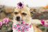 Lionheart Glory Dog Collar, Pink Dog Collar with Flower, Cute Floral Pattern Pet Collar Adjustable Dog Collar for X-Large Dogs...