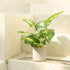 Velener 1Pc Faux Plant Indoor in Plant Pot 16"- House Plant for Farmhouse Kitchen Decor Living Room Accessories Home Office Cubicle Bookshelf Gues...