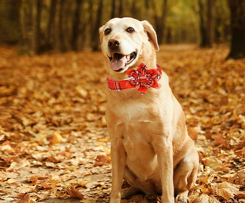 Dog Collar with Flower, Fall Orange Plaid Dog Collar Cute Pet Collar Adjustable Dog Collar for Small Medium Large Dog...