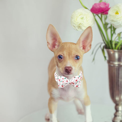 Dog Collar - Floral Dog Collar Bows for Dogs Bowtie Adjustable Dog Collar Girl Pet Gift Spring Dog Collar for Medium Small Large Dogs...