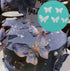 50Pcs Edible Wafer Cupcake Toppers Cake DIY White Blank Butterfly Cake Decoration Birthday Mix Size & White Colour...
