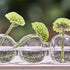CHIVE ‘Caterpillar’ Bubble Bud Vase for Centerpieces — 6 Hole Multi Chamber Clear Glass Flower Vase for Short Flowers — Small, 10.25” Long...