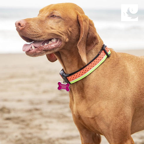 RC Pet Products 3/4" Fashionable, Functional Fun, Clip Collar | Small, Outer Space...