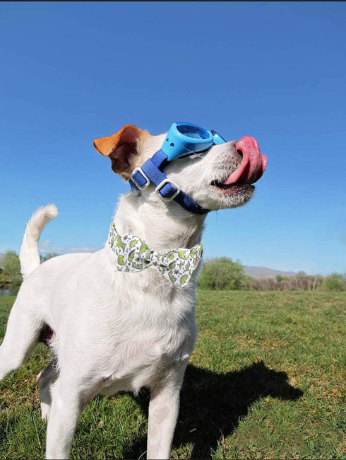 ARING PET Bowtie Dog Collar, Dog Collar with Bow, Adjustable Dog Collars for Small Medium Large Dogs....