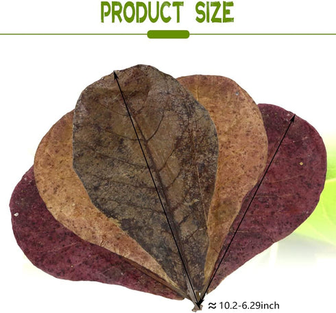 100 Pcs Large Catappa for Fish,5-8 Inch 250g Indian Almond Leaves Creates Native Environment,Catappa Leaves Beta Fish Leaf for Aquarium Shrimp Tan...