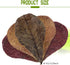 100 Pcs Large Catappa for Fish,5-8 Inch 250g Indian Almond Leaves Creates Native Environment,Catappa Leaves Beta Fish Leaf for Aquarium Shrimp Tan...