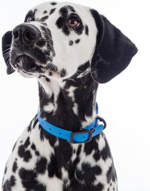 Waterproof and Durable Dog Collar, Comfortable, Soft and Lightweight Adjustable Collar for Active Dogs (Small, Blueberry Blue)...