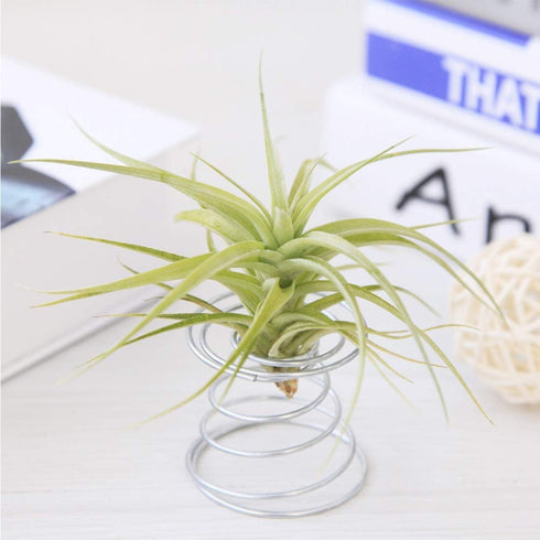 40 Pack Air Plant Stand Holder Tillandsia Airplant Container with Suction Cup Tabletop Planter Display Racks for Hanging Tillandsia House Plants...