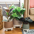 The HC Companies 6 Inch Orion Self Watering Planter - Lightweight Indoor Plastic Plant Pot for Herbs and Flowers, Greige...