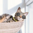 6PCS Pet Dog Cat Costume, Retro Pet Sunglasses, Adjustable Gold Chain Collar & Straw Hat, Funny Pet Accessories for Cat Puppy Small Medium Dog Bir...