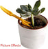 (2pcs/Set) Garden Plastic Seeds Widger Seedlings Dibber Sowing Tools Transplanting Planting Tools for Indoor Gardening Plant Care...