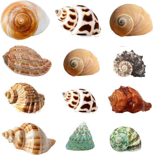Hermit Crab Shells Turbo Shells 12+pcs Assorted Turbo Shells Handpicked Hermit Crab House…...